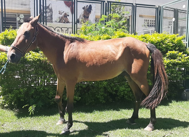 #PraCegoVer: Fotografia do cavalo Spirit. Ele está em pé, em um jardim com muito verde. Ele é da cor marrom e está pousando de lado para a foto. 